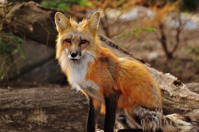golden fox