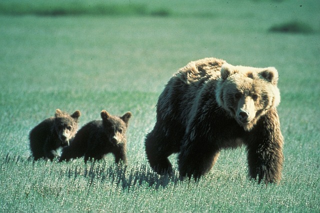 grizzly with cubs