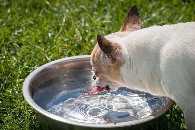 chihuahua with water bowl