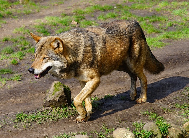 Wolf Walking Across Dirt