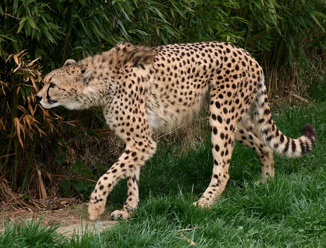 Cheetah Wondering Wilderness