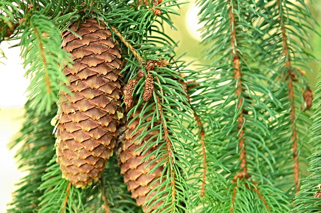 pine-cones-on-pine-tree
